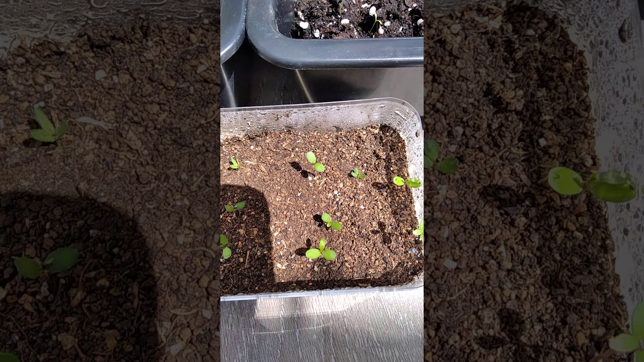 Pyracantha germination
