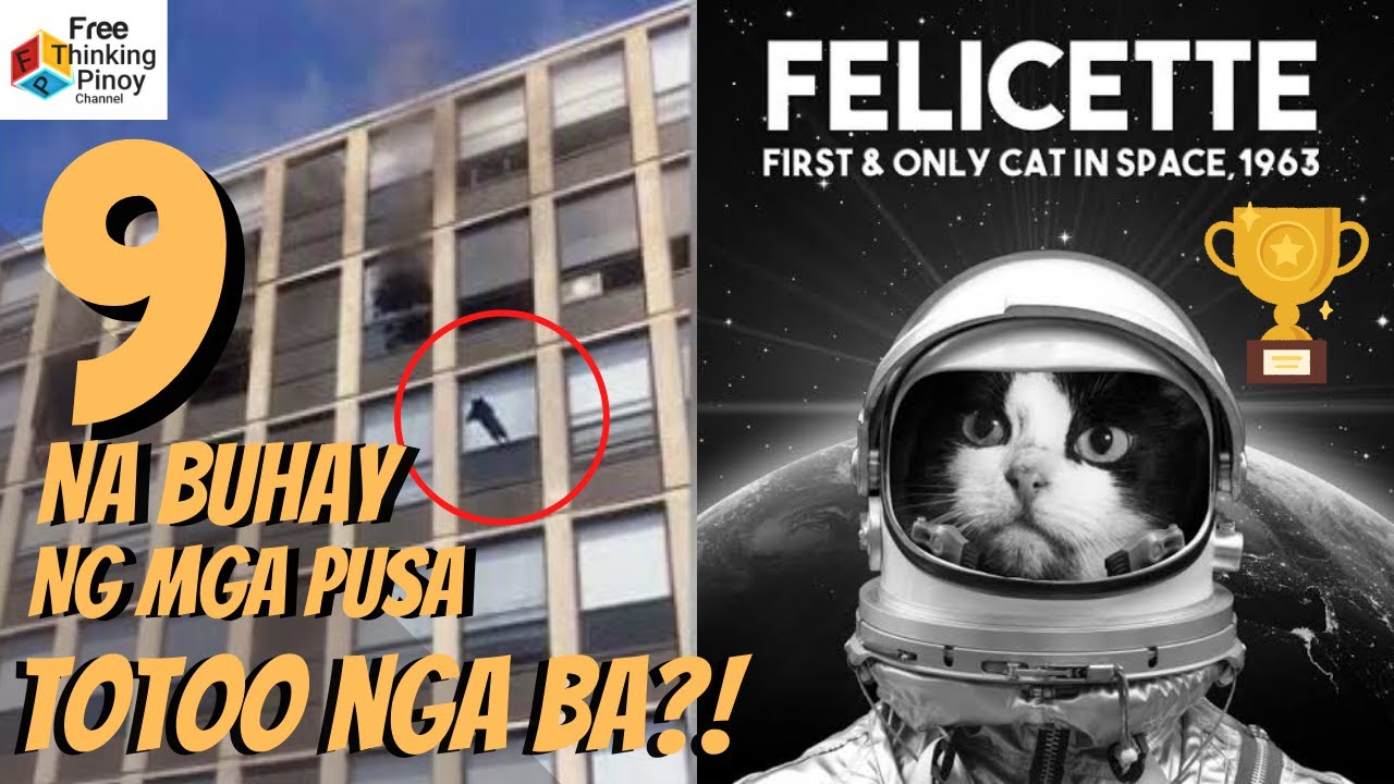 PUSA NABUHAY MATAPOS TUMALON SA 100 FEET NG BUILDING | AMAZING CAT JUMPINK SKILLS AMAZING FACTS