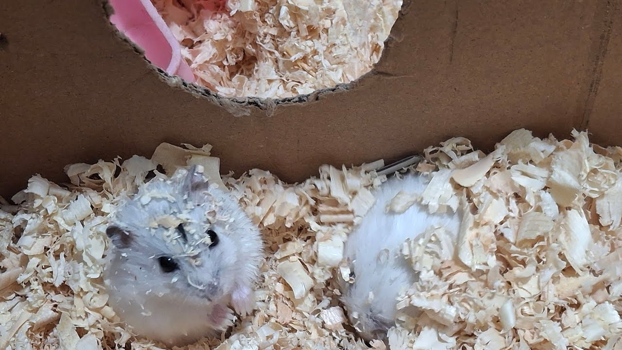 CUTE ANIMAL 🤩