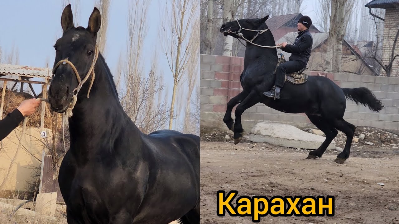 Карахан жазга 3-жаш чыгат Оспурум кучтуу жылкы Тел:+996225249191.