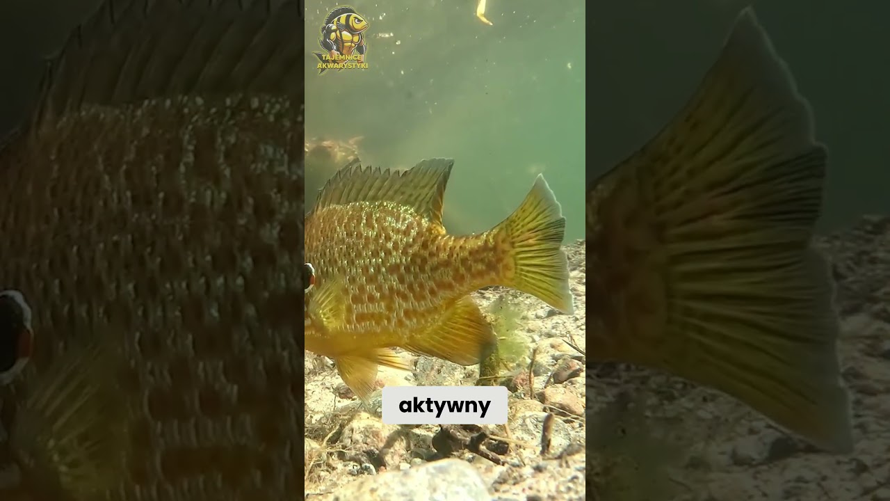 BASS SŁONECZNY &ndash; RYBA DO AKWARIUM I DO OCZKA! #akwarystyka #aquarium #fish