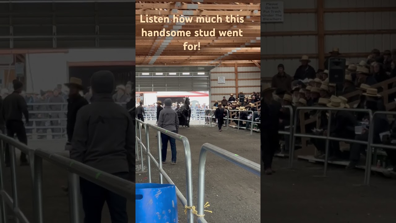 Amish Horse Auction #amishlife #studs #horse #auction #horseforsale #blackstallion #trotting #