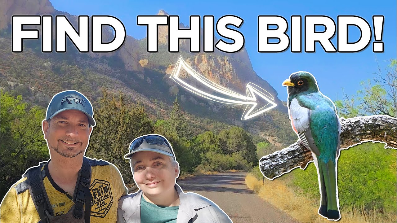 Birding Portal, AZ - Searching for the AWESOME Elegant Trogon