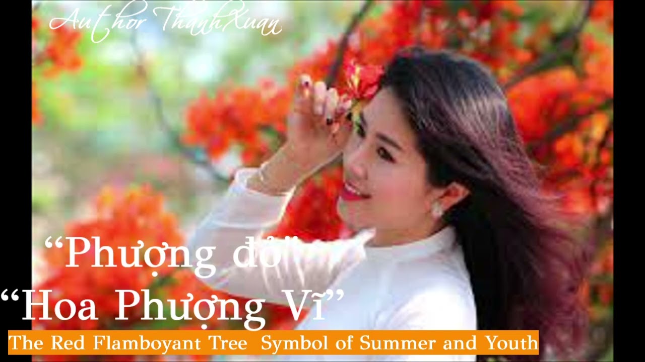 Hoa Phuong Vĩ- Hoa Phượng Đỏ  - The Red Flamboyant Tree – The Fiery Symbol of Summer and Youth