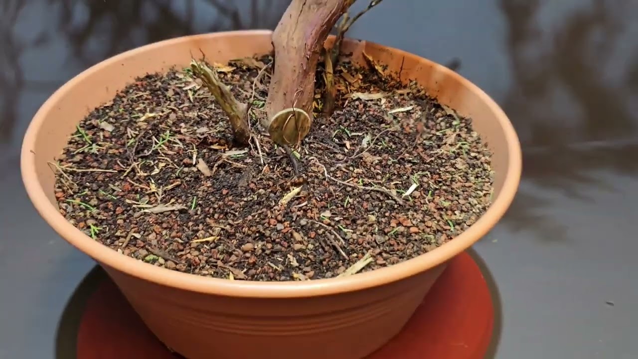 Gestaltung Bonsai Rohmaterial - Wacholder / Juniperus - only for beginners ! V25-044