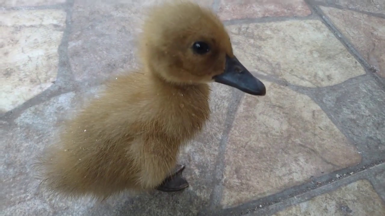 piara bebek di rumah