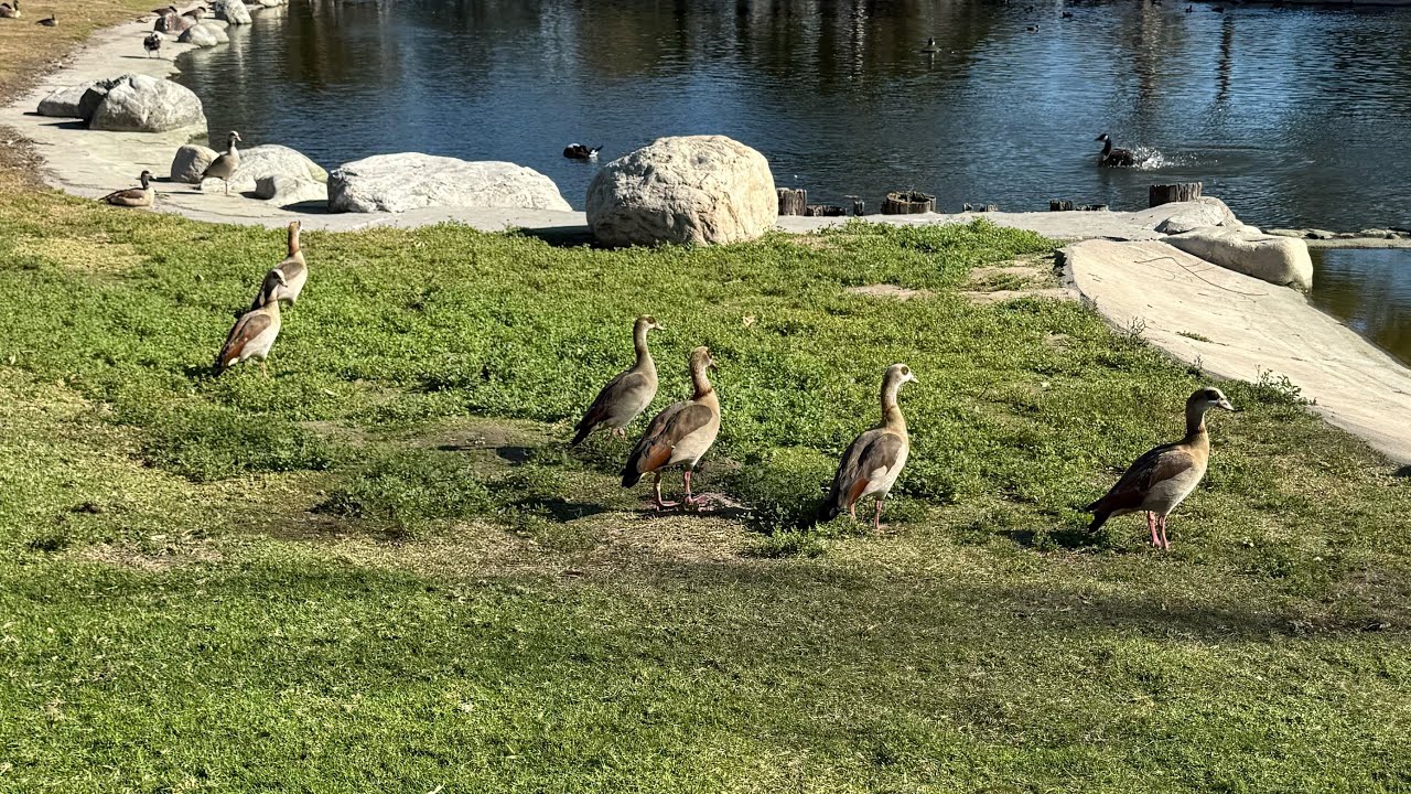 I'm going to mile square park in Fountain Valley with my mom and my sister. (Winter Version)