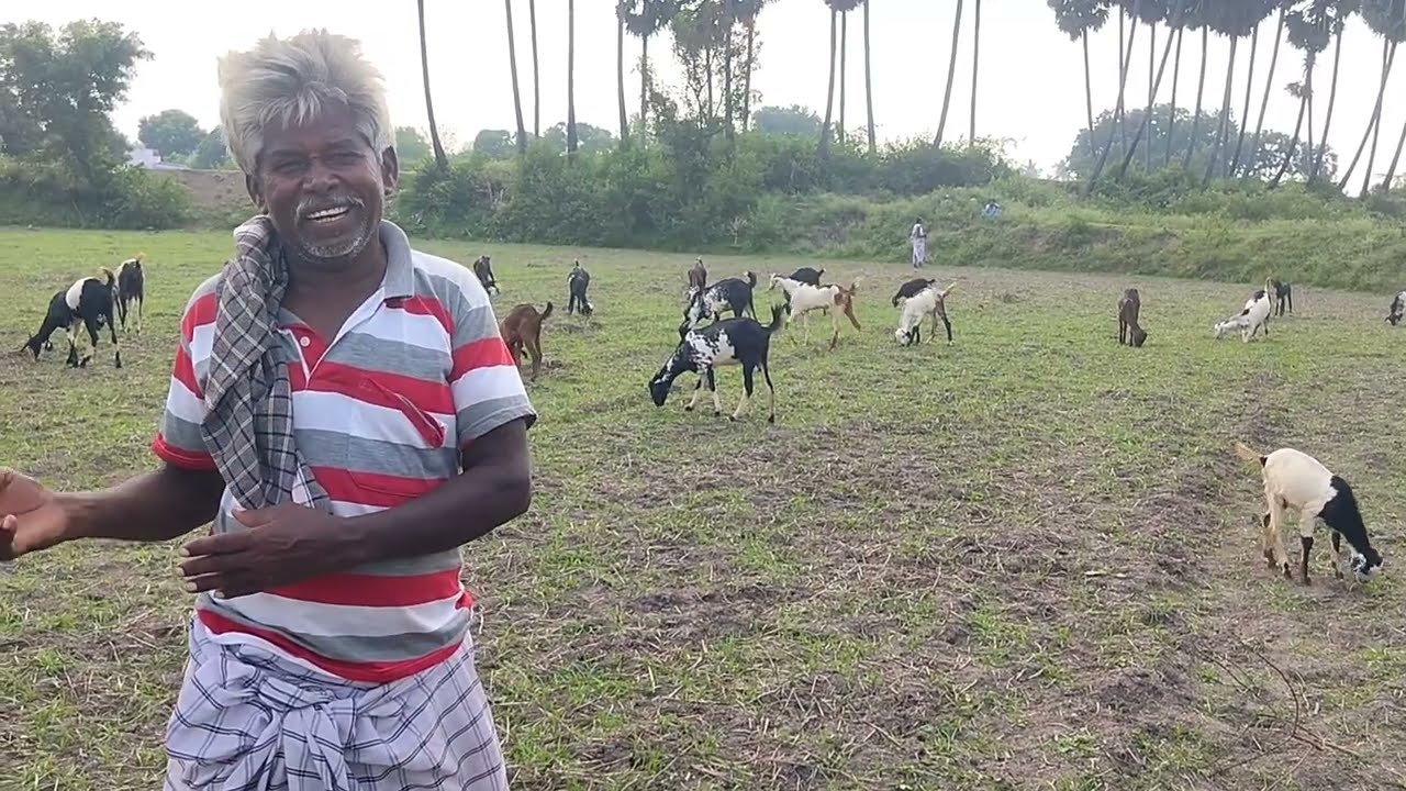 கூலி, மற்றும் விவசாய வேலைகளை விட ஆடு வளர்ப்பே சிறந்தது என கூறும் சம்சாரி... 
