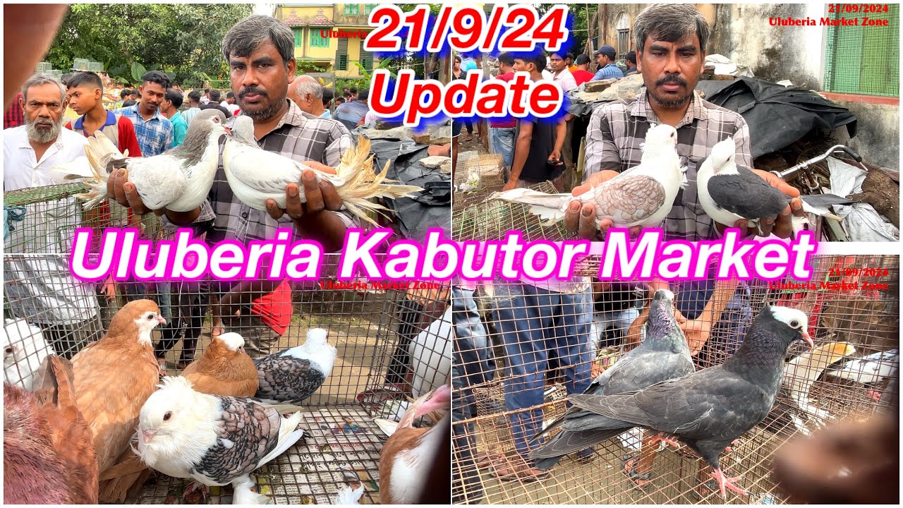 Uluberia Kabutor Market,21/9/24 price update today #cheapestprice #pigeon#uluberiabirdmarket#kabutar