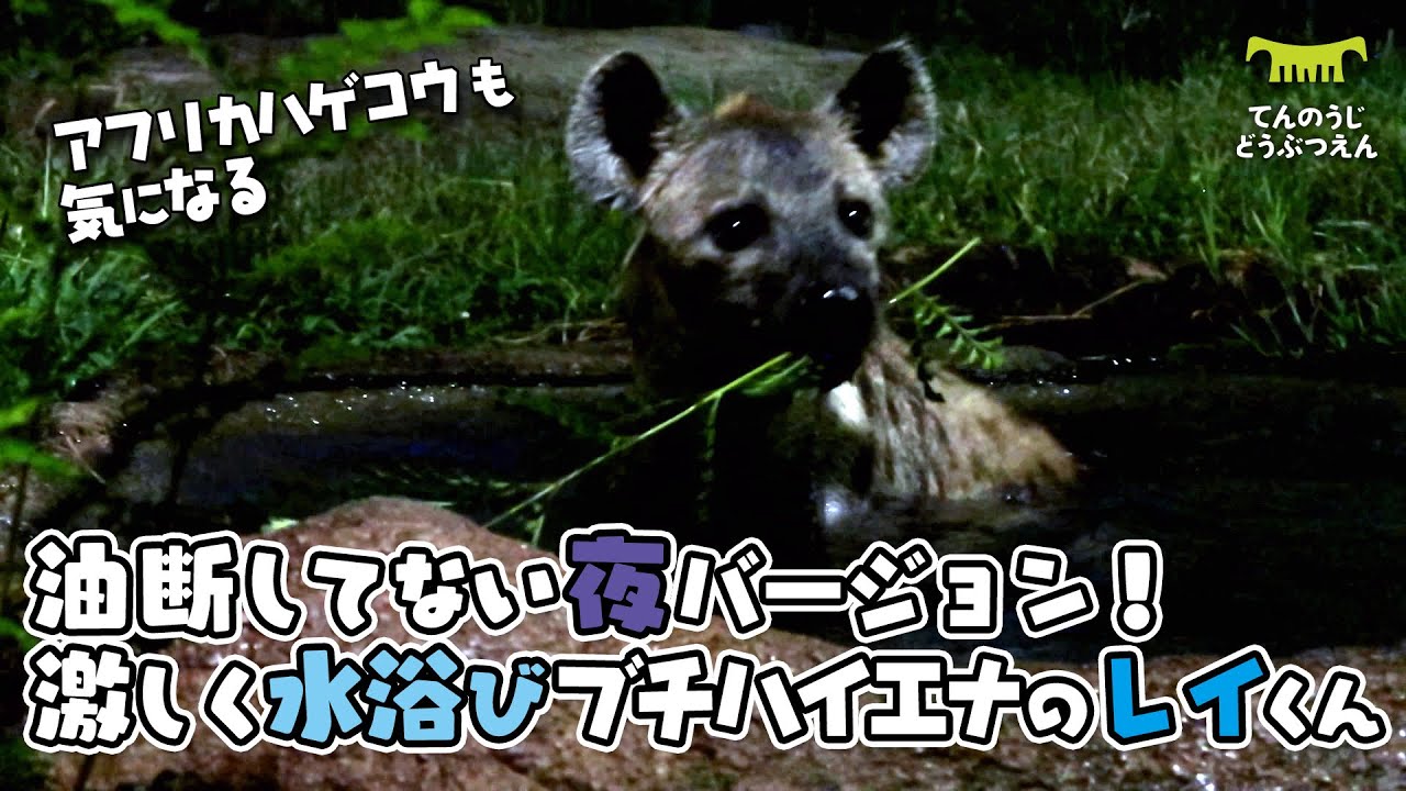 【天王寺動物園】油断してない夜バージョン！バシャバシャ激しめ水浴びブチハイエナのレイくん