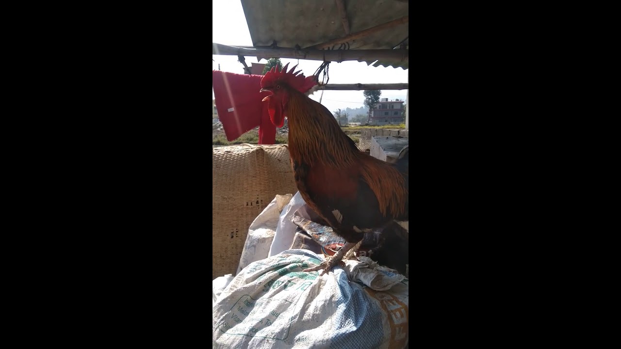 rooster morning crowing | Local bhale 