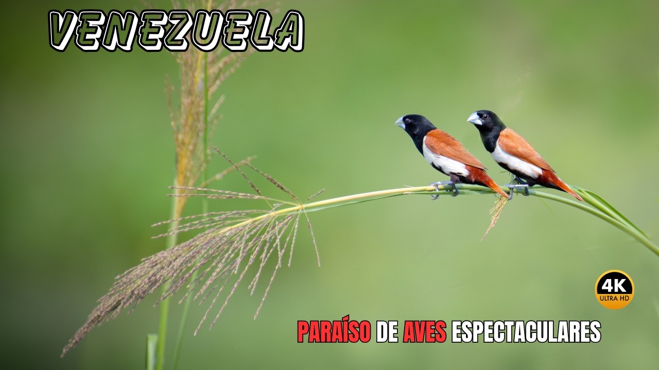 VENEZUELA: Para&iacute;so de AVES Bellas y ESPECTACULARES | DOCUMENTAL Completo