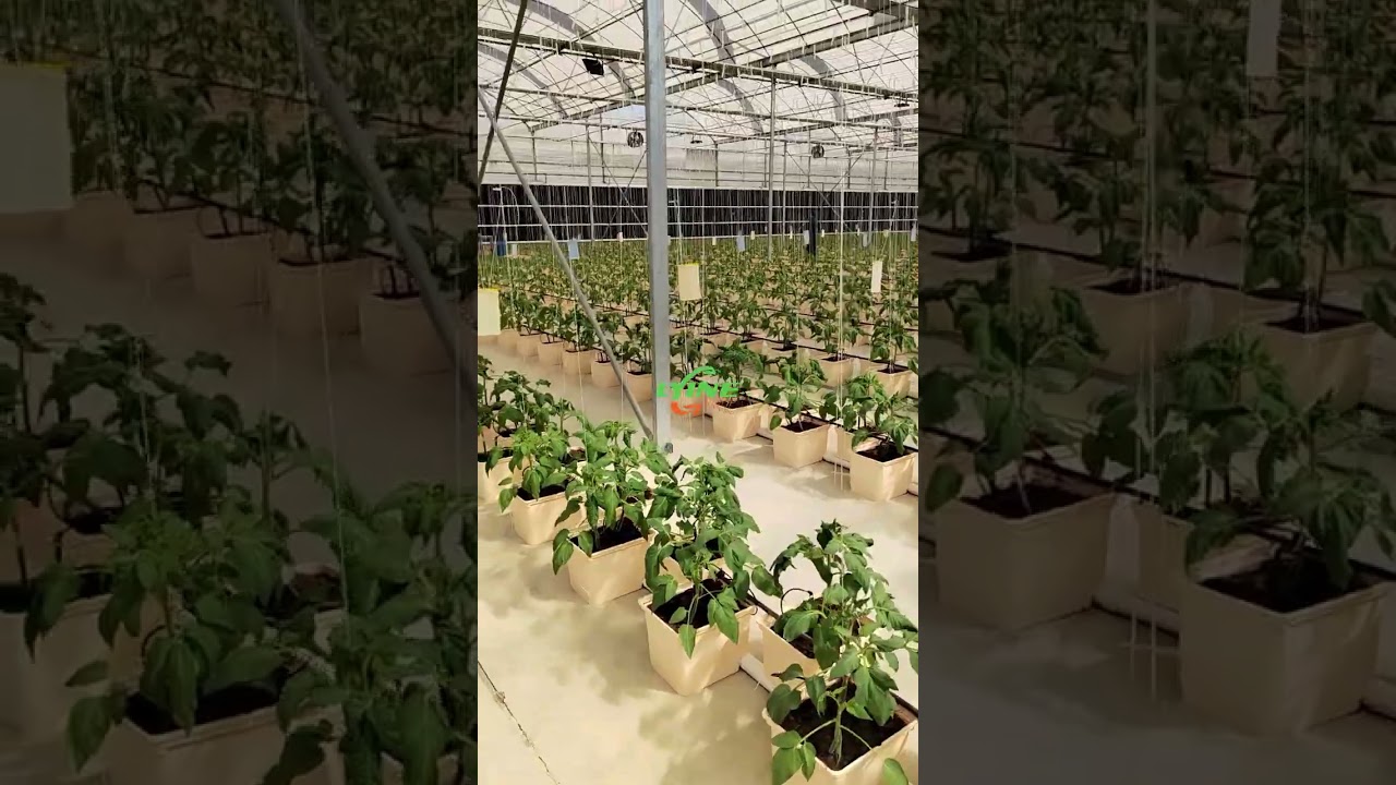 How to Grow Tomatoes Using Dutch Bucket？