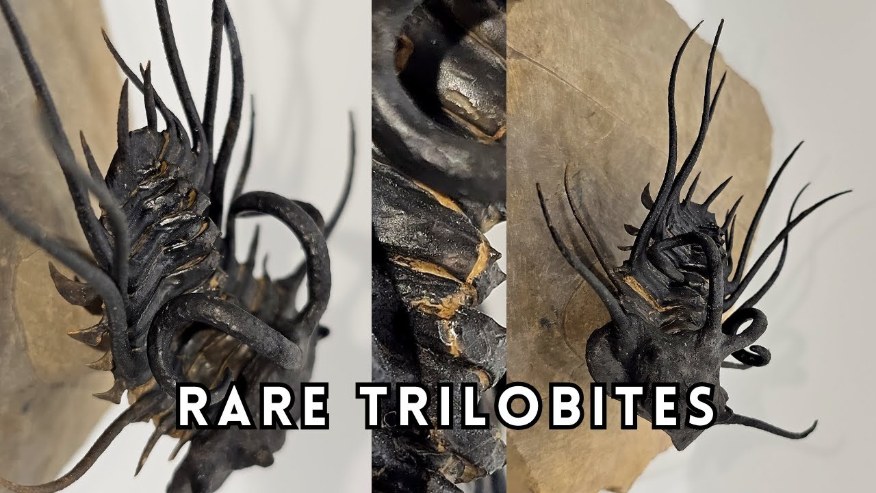 Inside a Real Fossil Shop in Alnif, Morocco 🦖 | Discover Rare Trilobites & More!