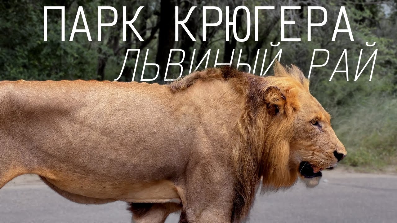 Парк Крюгера в ЮАР - место, где очень много диких зверей. Афротрип 13\19.