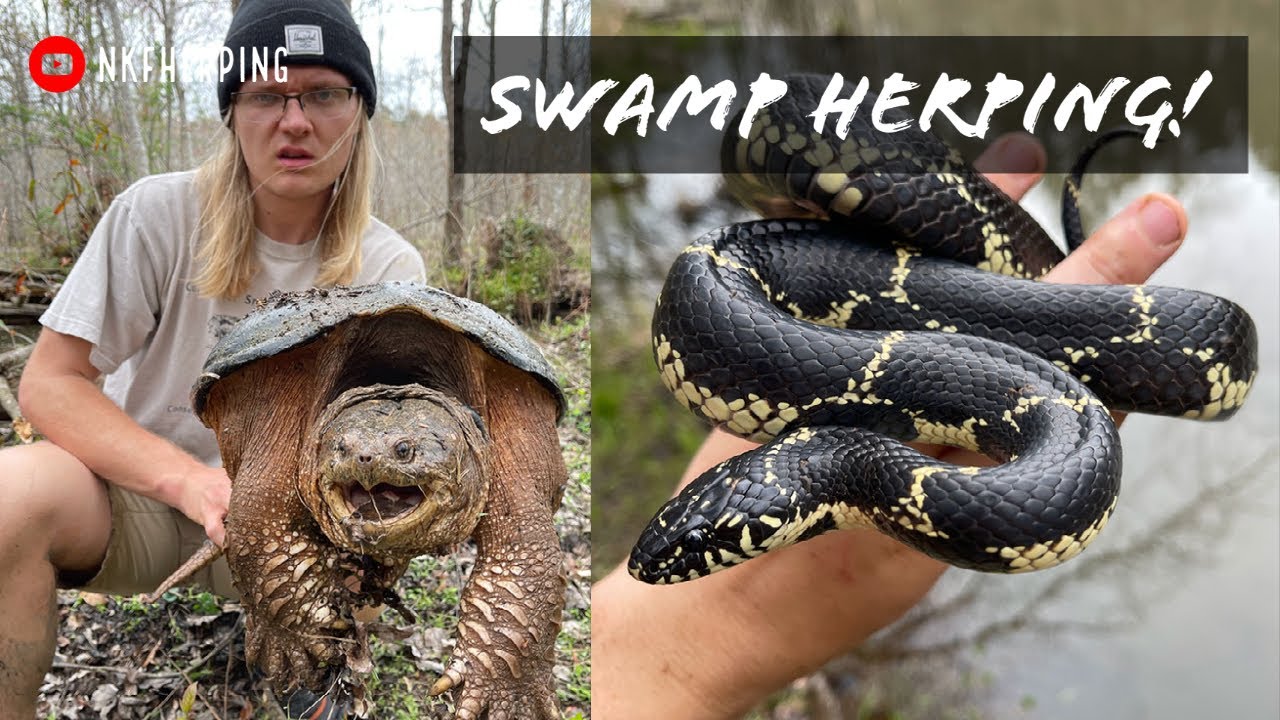 Looking for Snakes and Turtles in the Swamp! Huge Snapping Turtle, Kingsnake, Cottonmouth, and More!