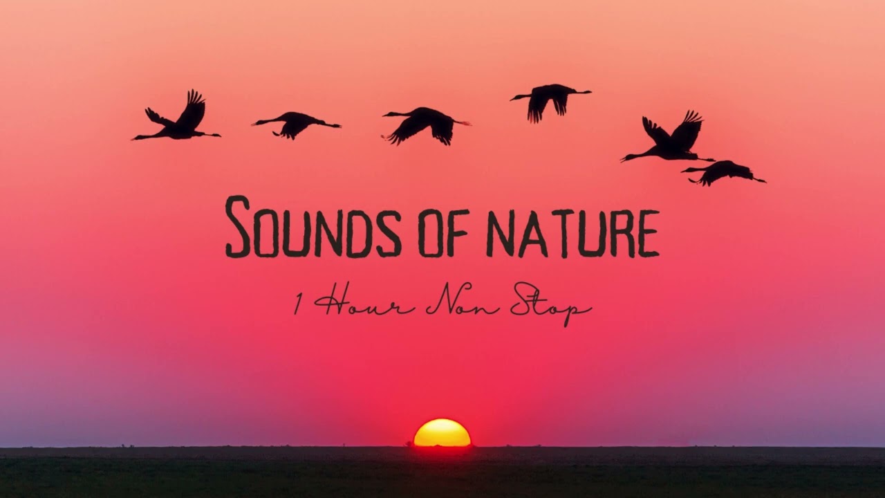 Sunset Serenity: Ambient Music for Evening Relaxation