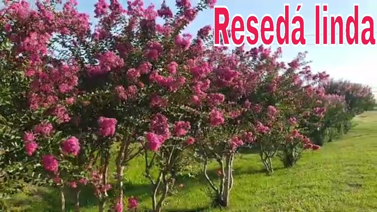 como cultivar resedá ou extremosa