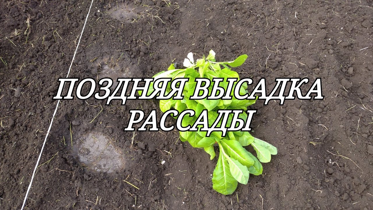 ПОЗДНЯЯ ВЫСАДКА РАССАДЫ ТАБАКА