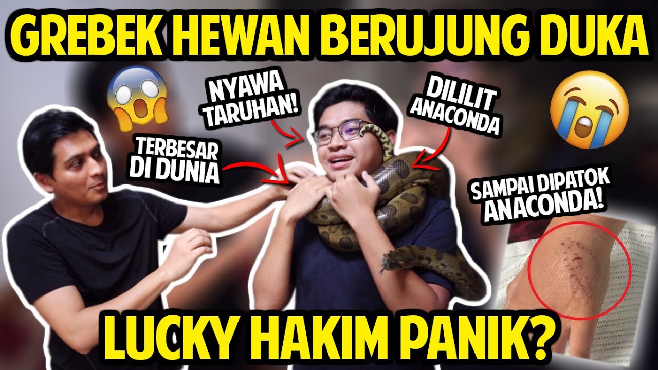 GREBEK HEWAN LUCKY HAKIM MALAH DILILIT ANACONDA SAMPAI DIPATOK! #GREBEKKANDANG #PART2
