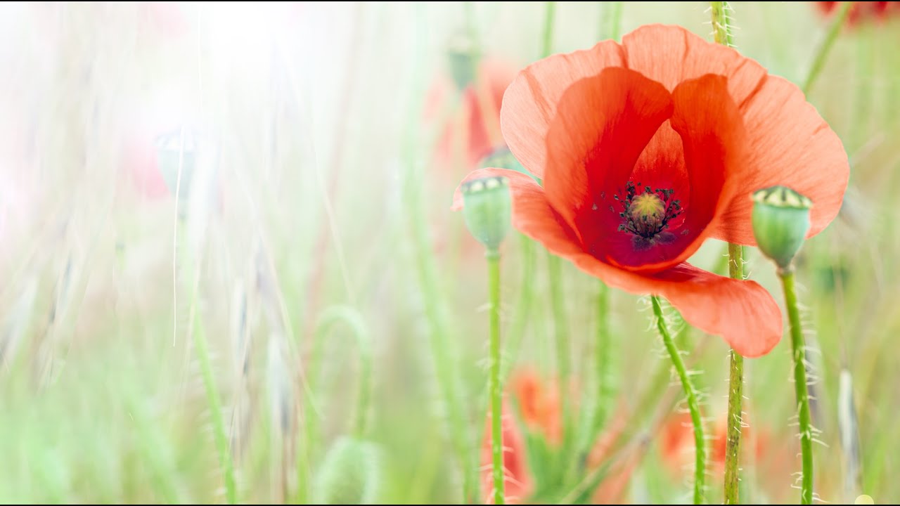 Flower Art Photography - a lot more than just flowers