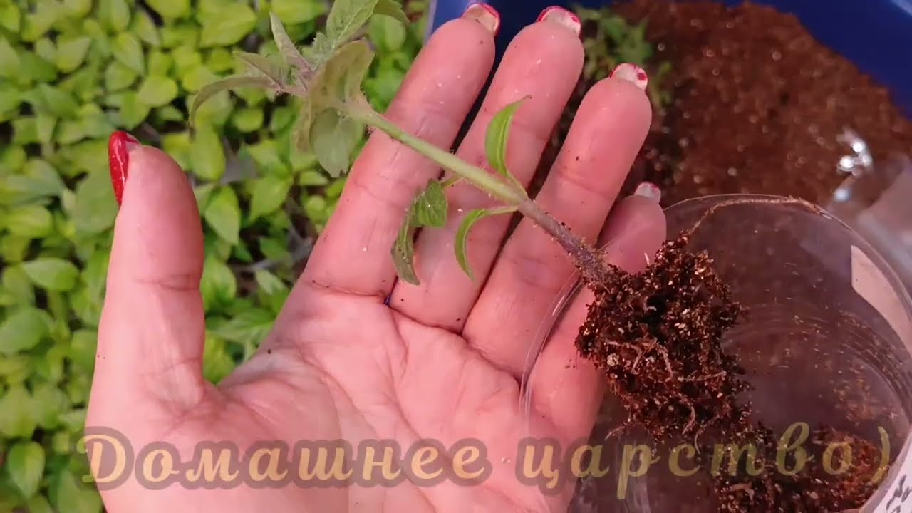 Три секрета здоровой рассады!