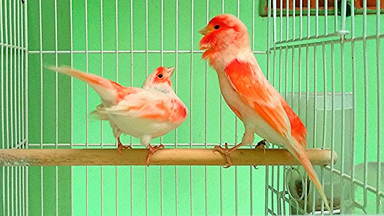 تغريد طائر كناري هائج يجبر أنثى الكناري على إتخاذ وضعية التلقيح | canary singing training