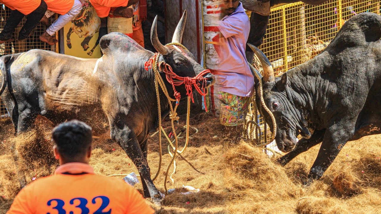 Avaniyapuram Jallikattu 2026 Videos 07 | அவனியாபுரம் ஜல்லிக்கட்டு 2026 Videos 07