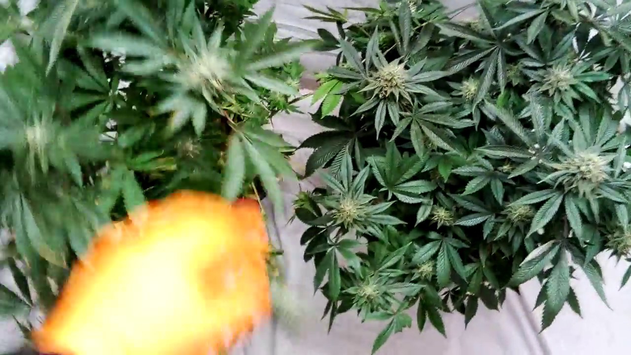 600W HPS vs 400W LED by MIGRO week 6, day 48