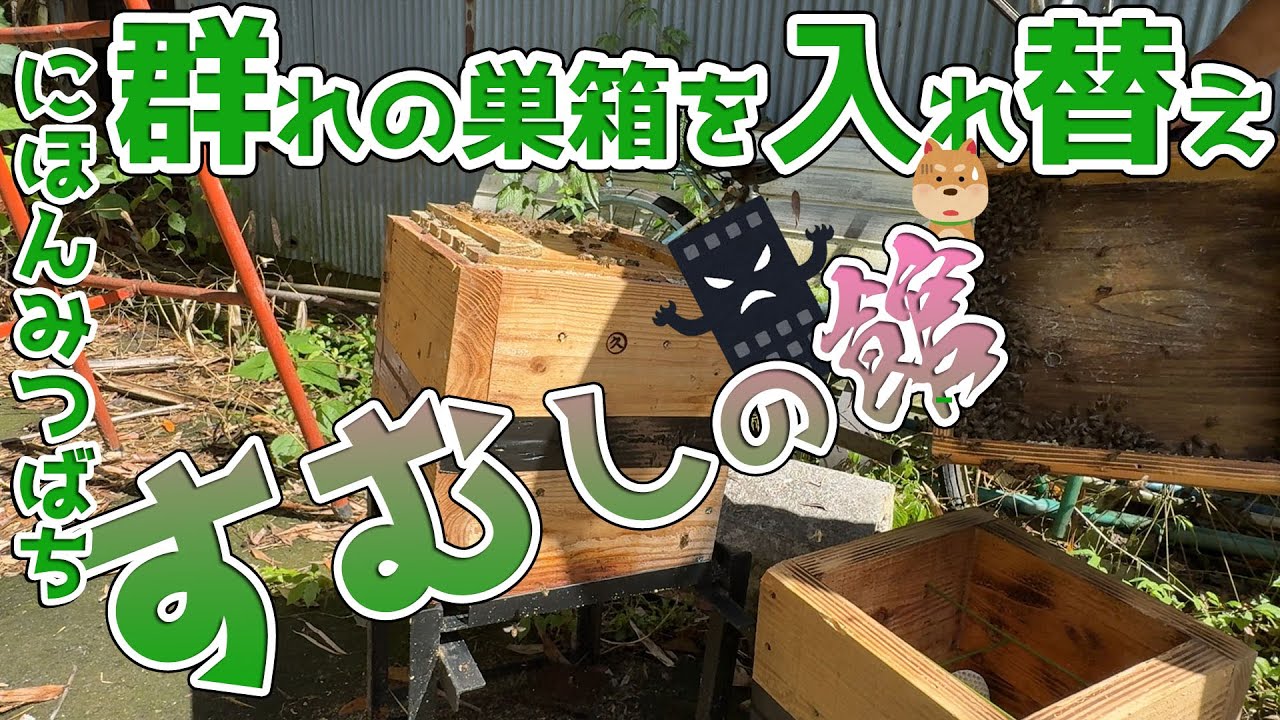 ニホンミツバチの群れを新しい巣箱に入れ替える！分蜂過多 末路はスムシの館に？