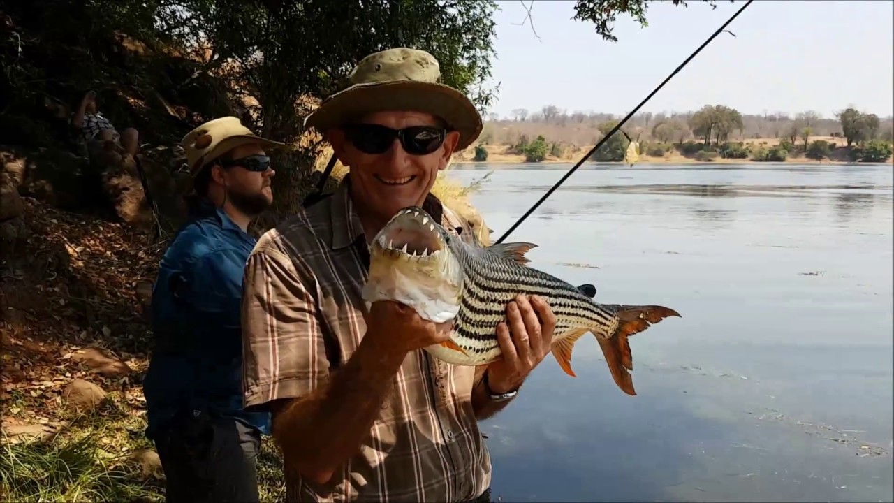 Tiger Fishing the Zambezi - FISHIN ADDICT GOES WILD
