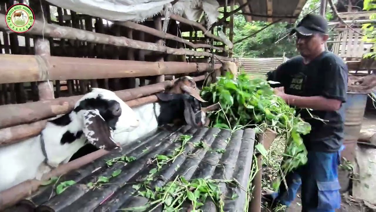 Kita spill kambing sangat suka daun cabe cabean dan kentang kentangan  #bolongaret #ternakkambing 