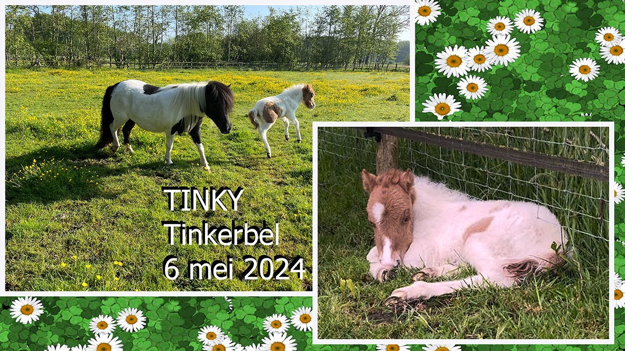 Het is een meisje, Tinky, een pony veulen