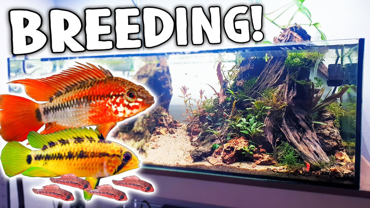 Apistogramma Breeding Was A SUCCESS - Dream Fish Project 20g shallow community tank