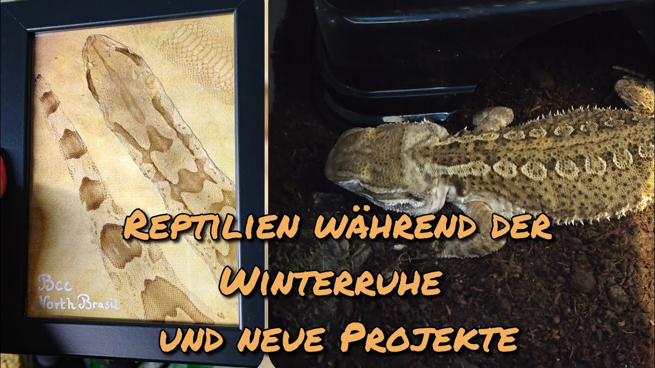 Reptilien während der Winterruhe und neue Projekte