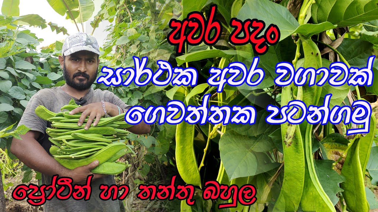 අවර වගාව ප්‍රෝටීන් බහුල ගමේ කෑම / Awara Gardening / awara wagawa / අවර වැලක් ගෙවත්තට