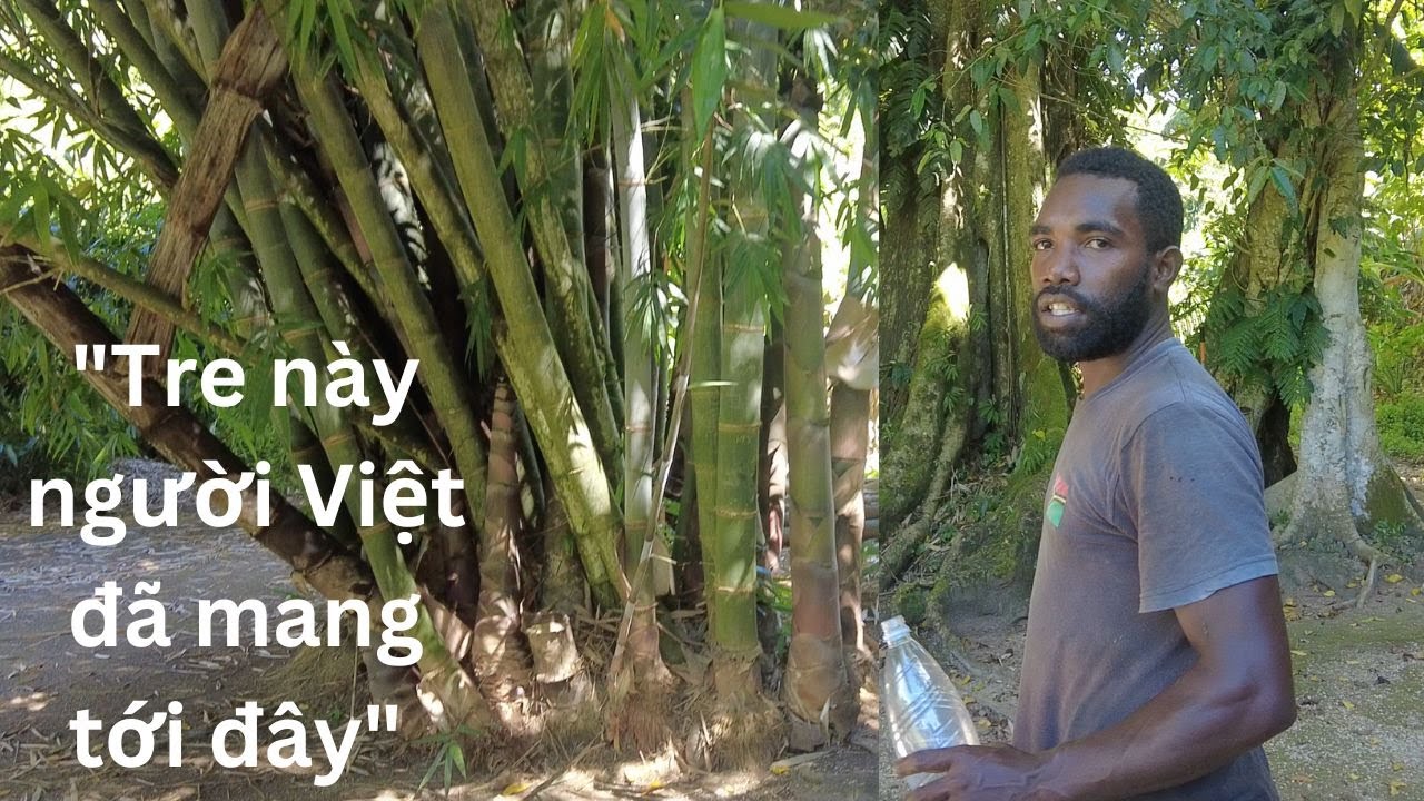 Những người Việt thành danh trên đất Vanuatu 🇻🇺