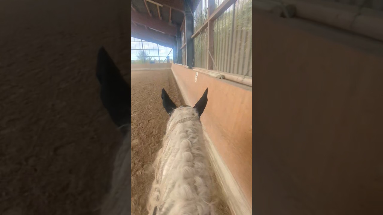 😛#equestrianjourney#horse #drafthorse#galloping#gallopracer #canter#viral#riding#horseriding#foryou