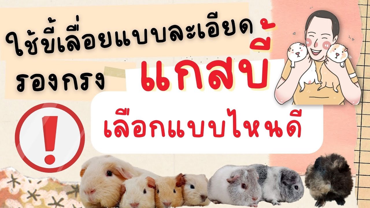 การเลือกขี้เลื่อยรองกรงให้หนูแกสบี้