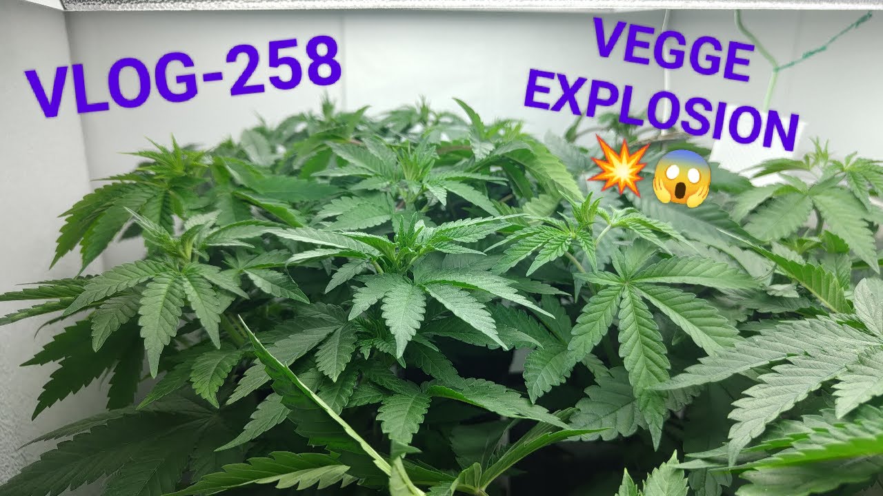 Seriotica nr 2 Continued, And Two New Strains Coming Up, In The Next Week, VLOG NR 258
