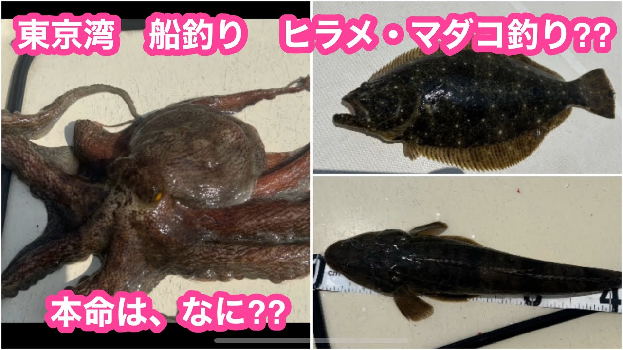 東京湾　船釣り　ヒラメ・マダコ釣り⁉️本命は、マゴチ⁉️のんびり置き竿で泳がせ