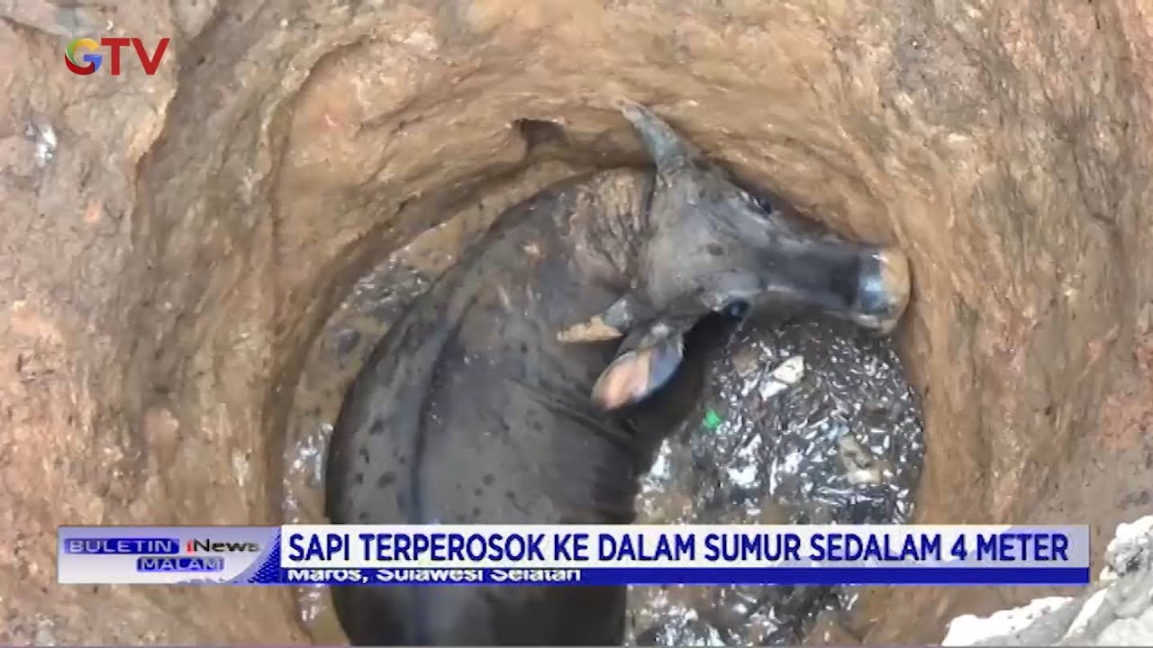Seekor Sapi dengan Bobot Sekitar 100kg, Terperosok ke Sumur Sedalam 4meter - BIM 14/01