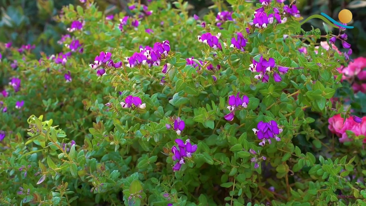 Premiación Jardines