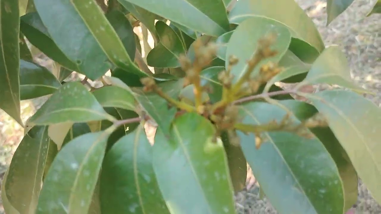Ép nước tăng tốc kích hoa 