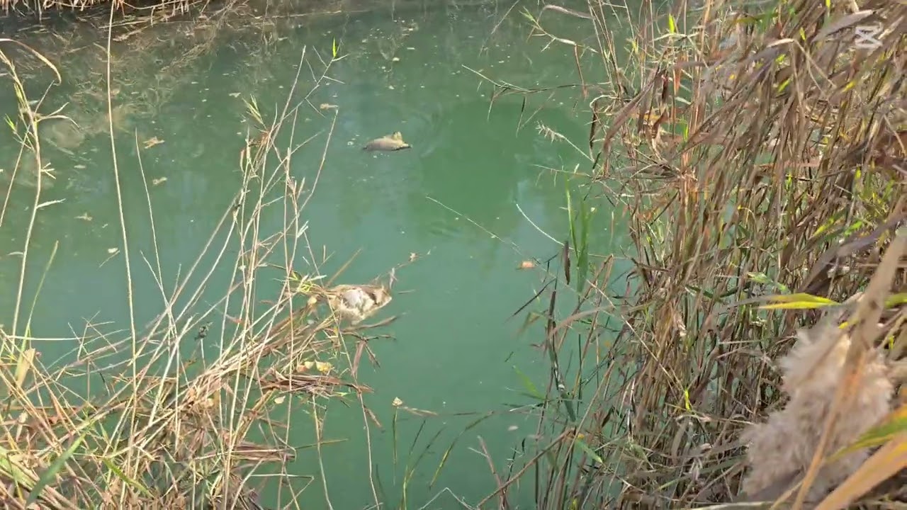 11 октябрь балик ов яхши булди🐟👍🏻🤩