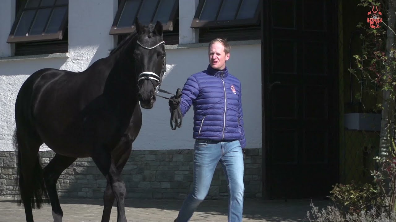 Painted Black (Gribaldi x Ferro) - Hengstkollektion 2021