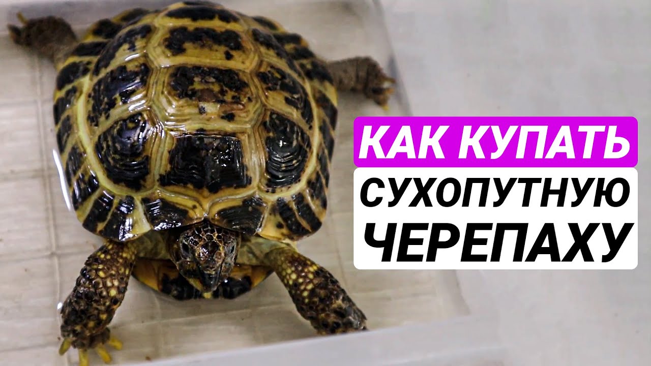 Как купать сухопутную черепаху? Среднеазиатская черепаха купается