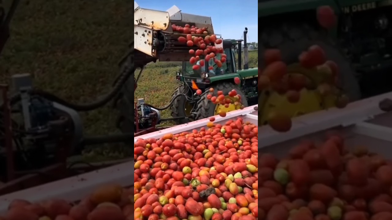 sowing crops and modern harvesting technology #agriculturalrevolution #agriculturetips #farmlife