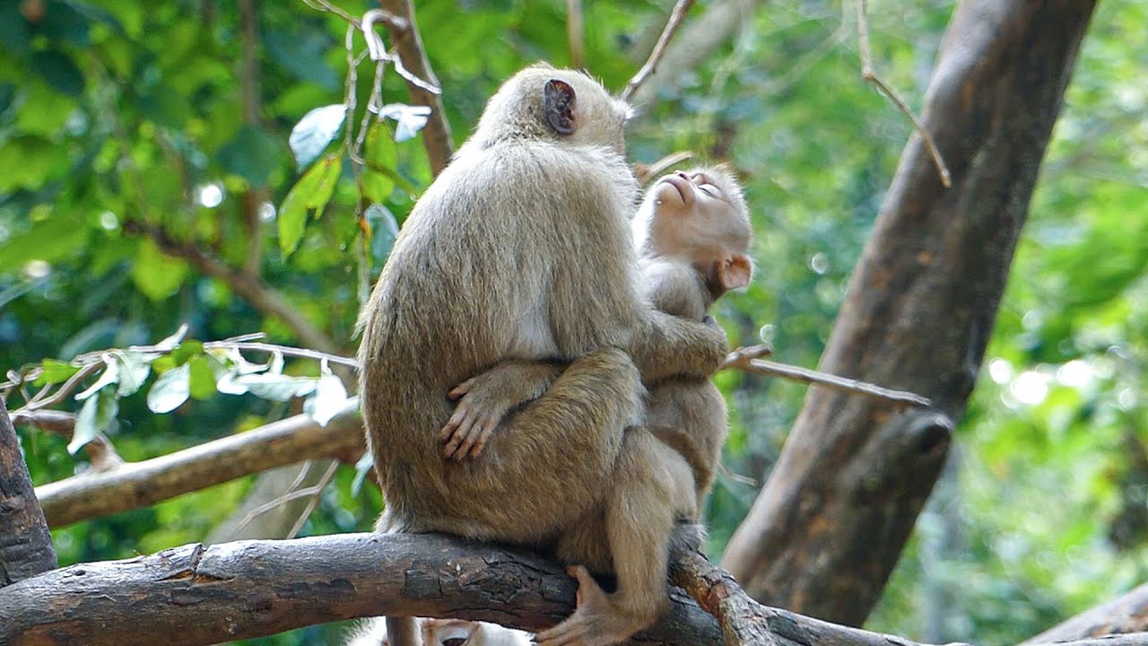 Slow wild living |Monkey Rainbow cuddles Lily after seeing her alone on the tree