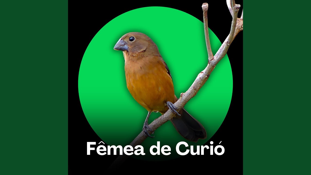 Fêmea de Curió - Estímulo Vocal Inicial